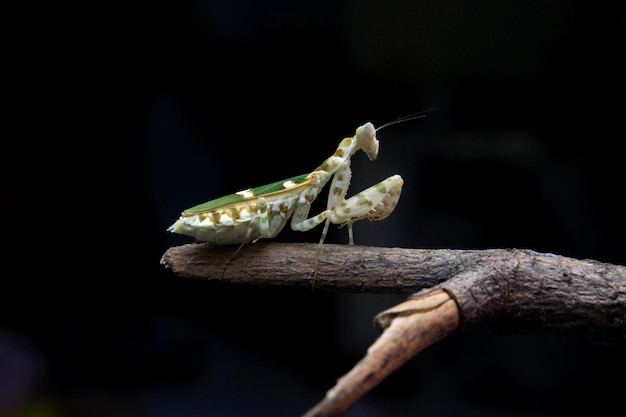 una mantis muy hermosa con una combinación de verde y blanco