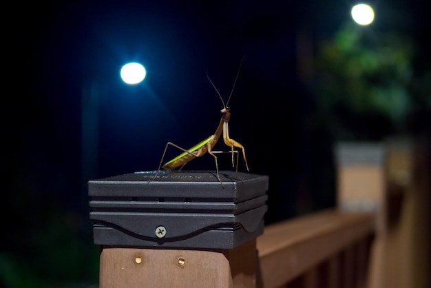 Foto mantis en la naturaleza nocturna