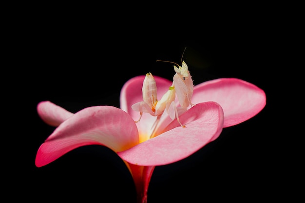 Mantis orquídea en flor