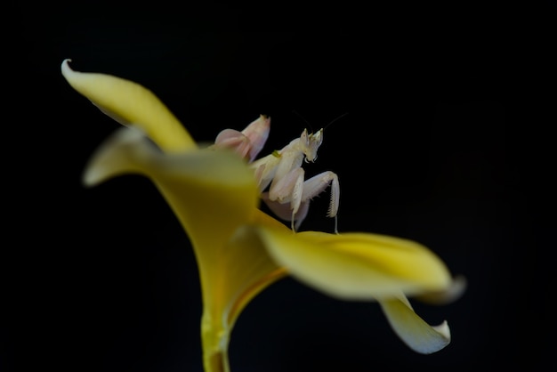 Mantis orquídea en ramitas