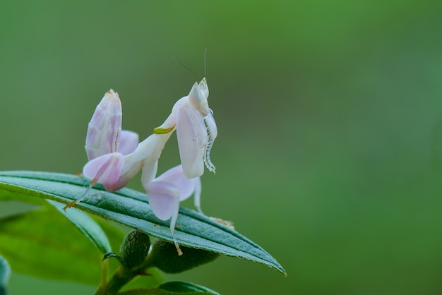 Mantis orquídea en ramitas