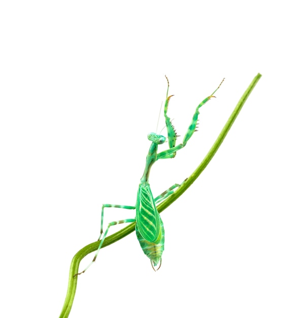 Foto mantis a rayas africana hembra - miomantis binotata, sobre una brizna de hierba, aislado en blanco