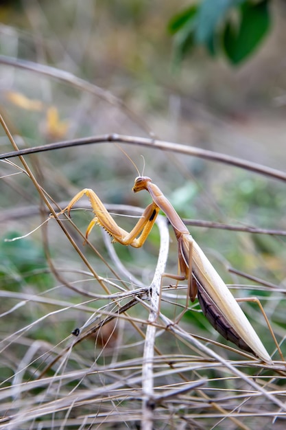 La mantis religiosa acecha en la hierba Caza insectos