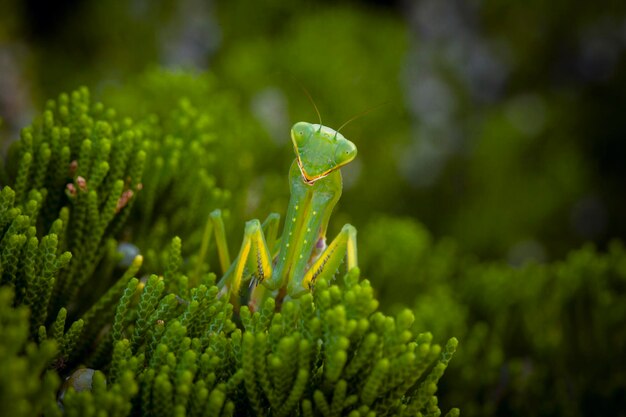 Mantis religiosa en el arbusto