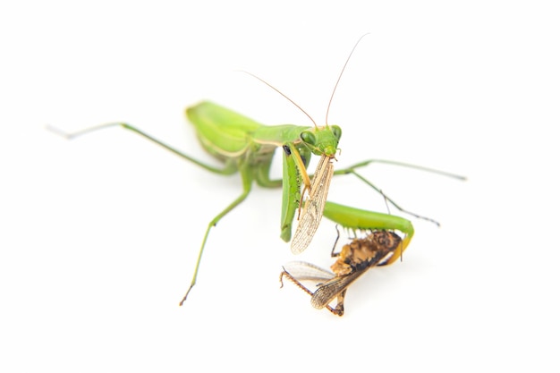 La mantis religiosa come un primer plano de saltamontes sobre un fondo blanco Caza en el mundo de los insectos Presa para comer insectos
