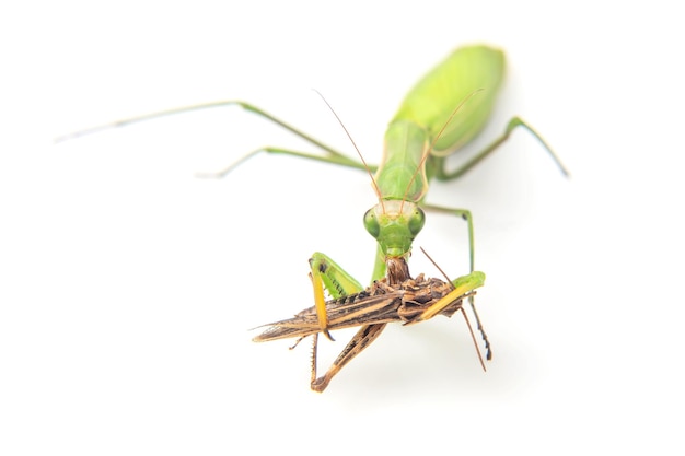 La mantis religiosa come un primer plano de saltamontes sobre un fondo blanco Caza en el mundo de los insectos Presa para comer insectos