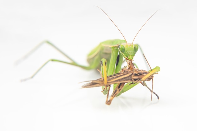 La mantis religiosa come un primer plano de saltamontes sobre un fondo blanco Caza en el mundo de los insectos Presa para comer insectos