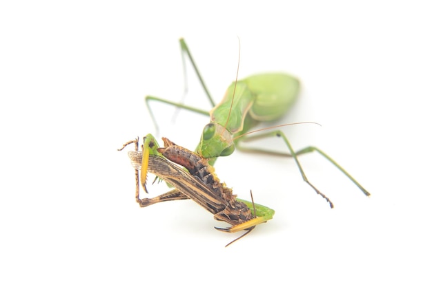 La mantis religiosa come un primer plano de saltamontes sobre un fondo blanco Caza en el mundo de los insectos Presa para comer insectos