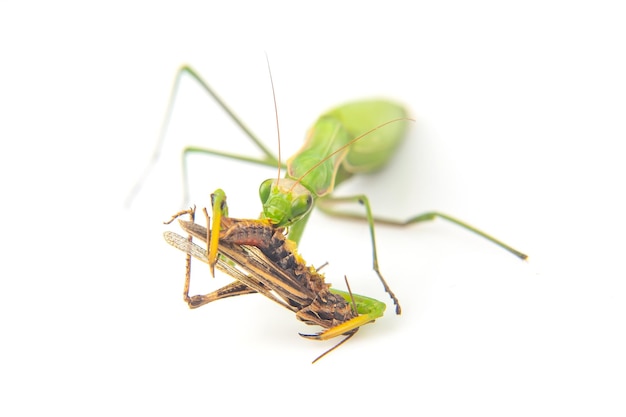 La mantis religiosa come un primer plano de saltamontes sobre un fondo blanco Caza en el mundo de los insectos Presa para comer insectos