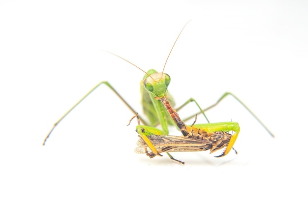 La mantis religiosa come un primer plano de saltamontes sobre un fondo blanco Caza en el mundo de los insectos Presa para comer insectos