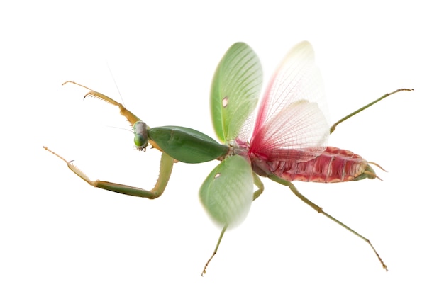 Mantis religiosa femenina, Rhombodera Basalis, delante de un fondo blanco.