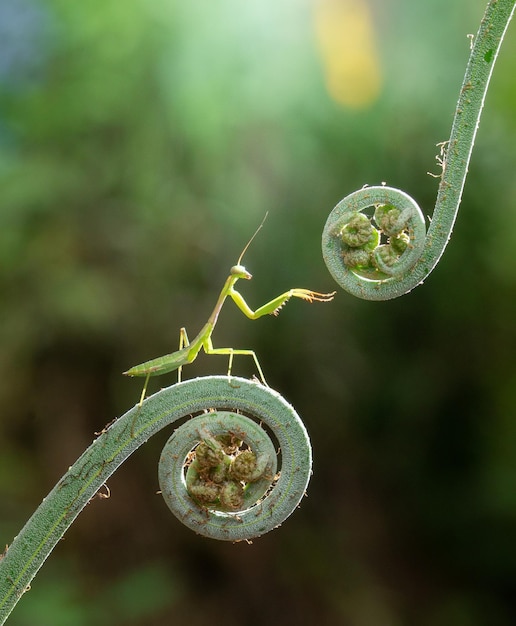 Una mantis religiosa en un helecho