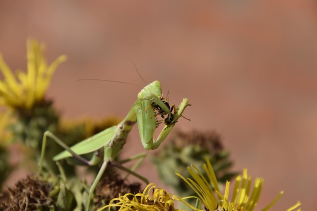 La mantis religiosa hembra avispa devoradora La mantis religiosa hembra Insectos depredadores Mantis hembra verde enorme