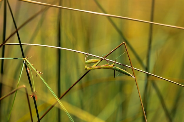 Mantis religiosa entre la hierba