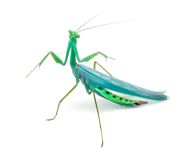 Mantis religiosa masculina - Macromantis ovalifolia, aislado en blanco