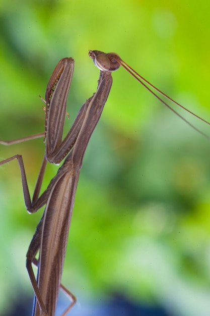 Foto mantis religiosa, en la naturaleza en su hábitat natural