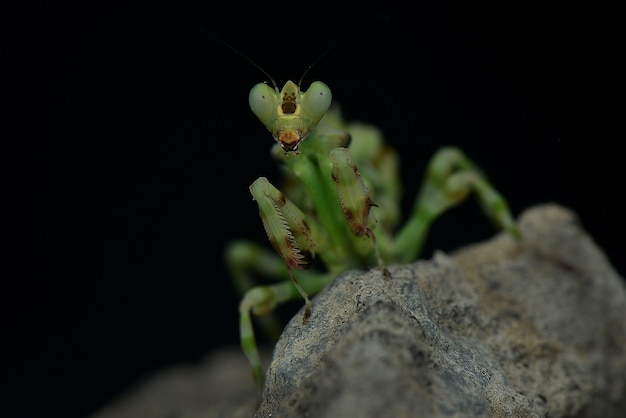 Mantis religiosa Quédate en la roca