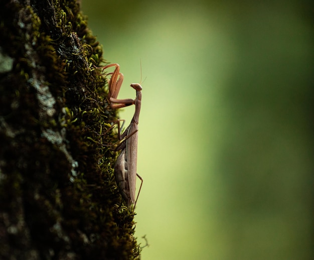 Una mantis religiosa se sienta en el tronco de un árbol