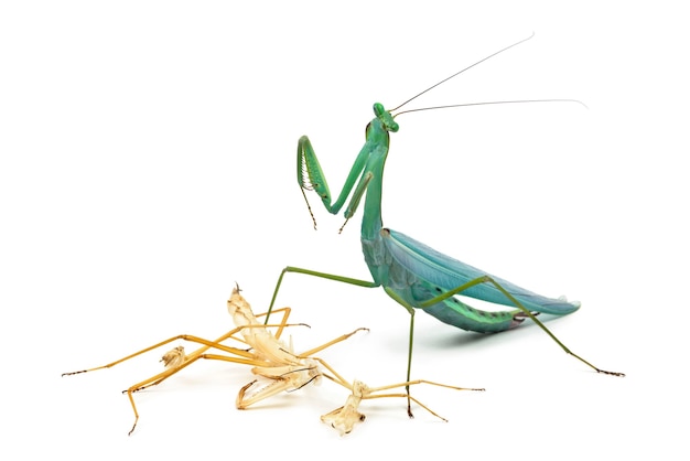 Mantis religiosa y su ecdisis, muda