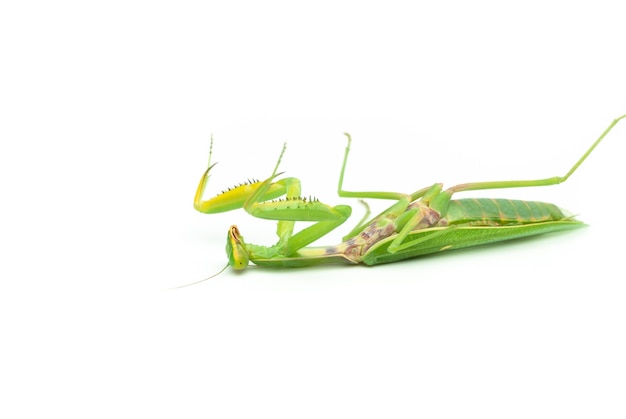 Mantis religiosa verde aislado sobre fondo blanco yace de espaldas derrotado