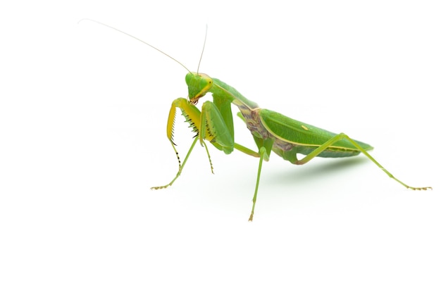 Mantis religiosa verde aislado sobre fondo blanco.