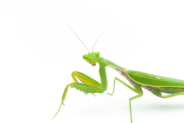 Mantis religiosa verde aislado sobre fondo blanco.