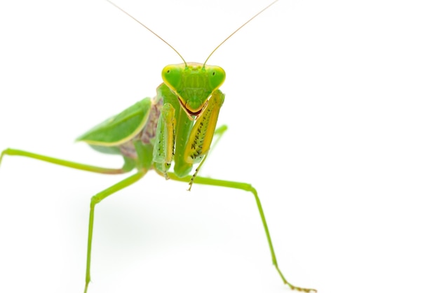 Mantis religiosa verde aislado sobre fondo blanco.