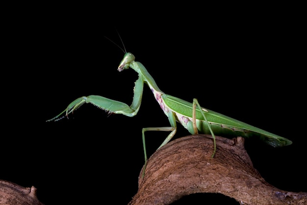 Mantis religiosa verde en rama con fondo negro hermosa mantis religiosa