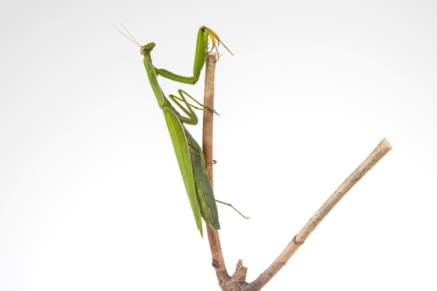 La mantis religiosa verde se sienta en la rama de un árbol sobre un fondo blanco, depredador de insectos, naturaleza y zoología