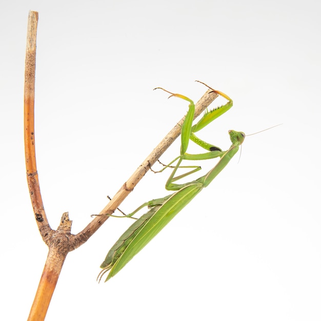 La mantis religiosa verde se sienta en la rama de un árbol sobre un fondo blanco, depredador de insectos, naturaleza y zoología