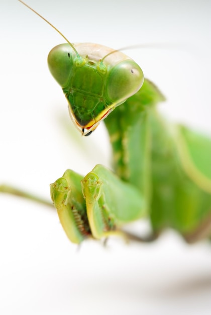 Mantis religiosa