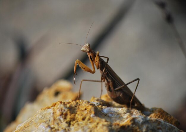 Mantis religiosa