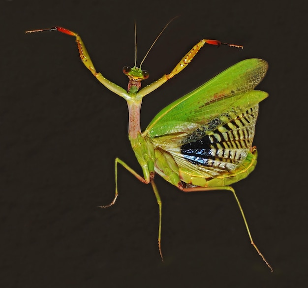 Mantis religiosa