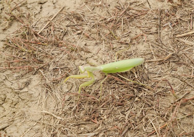 Foto mantis en el suelo mantis mirando a la cámara mantis insecto depredador