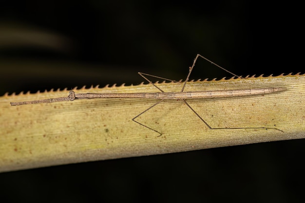 Foto mantis thespid adulto