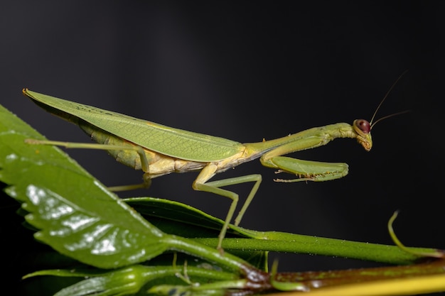 Mantis unicornio hembra adulta de la especie Parastagmatoptera unipunctata en una planta de hibisco con enfoque selectivo