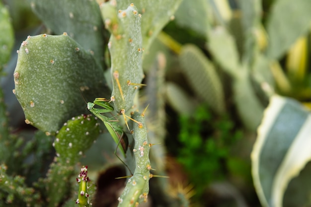 Mantis verde está à procura de presas em um cacto.