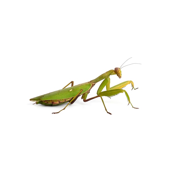 la mantis verde con largas antenas se mantiene de lado