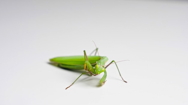 Mantis verde limpia sus patas sobre un fondo blanco.