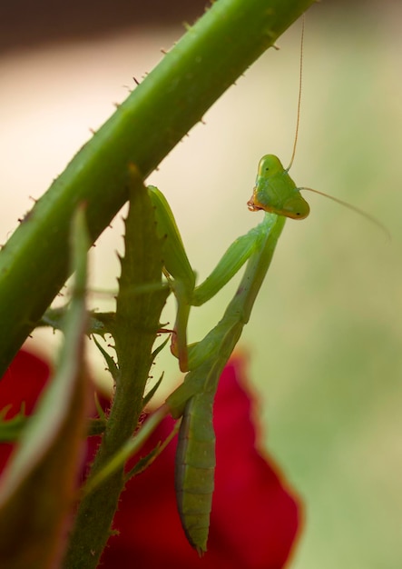 Mantis verde Mantodea posando entre folhagem verde