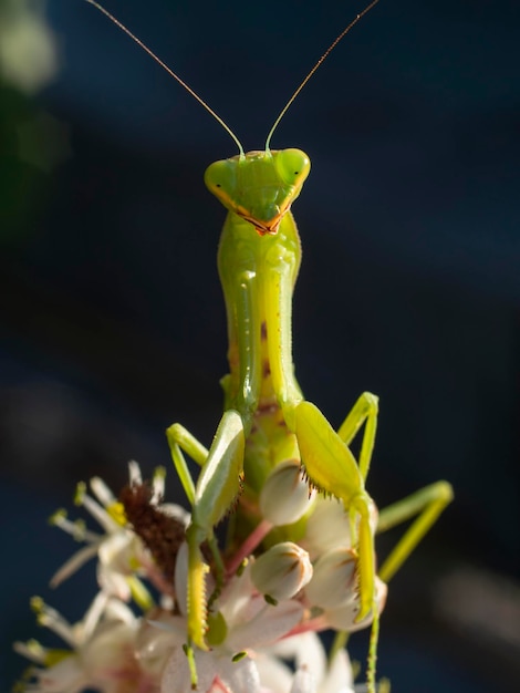 Mantis verde Mantodea posando entre folhagem verde