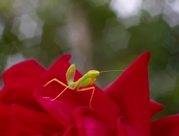 Mantis verde Mantodea posando entre rosas rojas