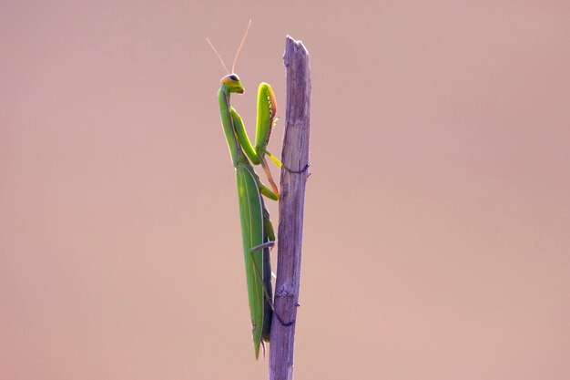 Mantis verde en un primer plano de la rama