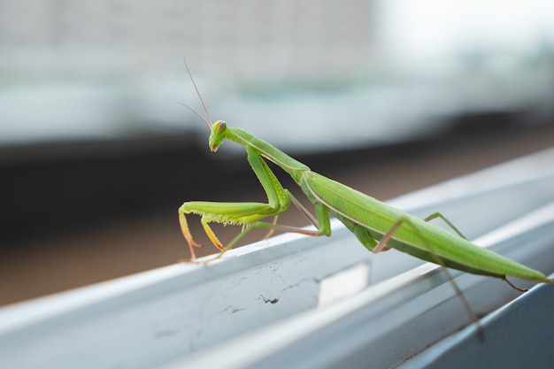 La mantis verde se sienta en la repisa de una ventana abierta y baila.