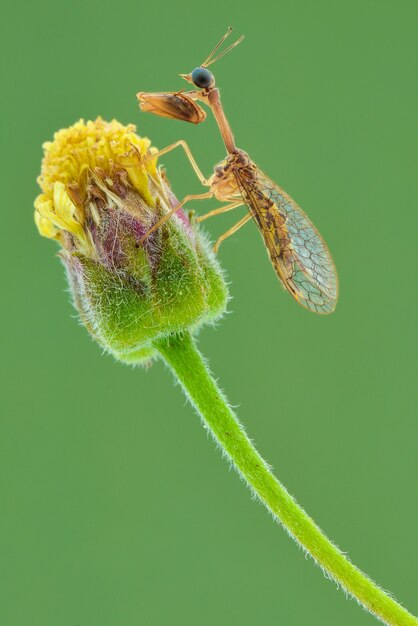 mantisfly em flor em fundo verde