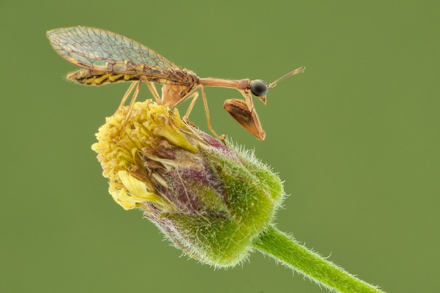 Mantisfly en flor en fondo verde