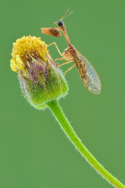 Mantisfly en flor en fondo verde