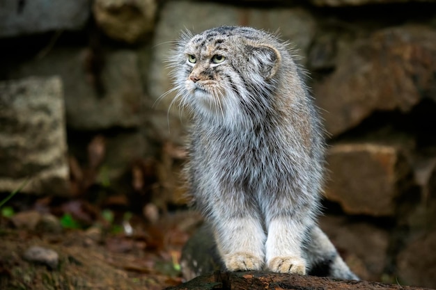 Manul ou gato de Pallas Otocolobus manul gato selvagem bonito da Ásia