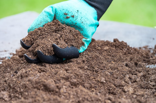 Manuseio de musgo de turfa matéria orgânica melhorar o solo para a agricultura conceito de ecologia de cultivo de plantas orgânicas