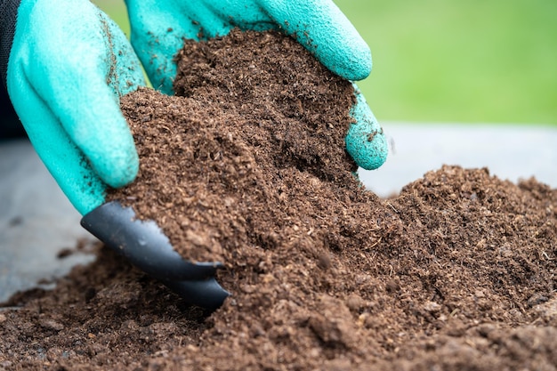 Manutenção manual de musgo de turfa matéria orgânica melhorar o solo para a agricultura conceito ecológico de cultivo de plantas orgânicas